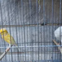 قناری نر و ماده|پرنده|ری, دیلمان|دیوار