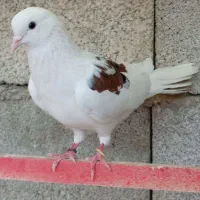 کبوتر نرو ماده