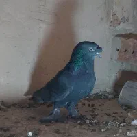 کبوتر ترکیه سیاه|پرنده|مرند, |دیوار