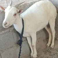 بز آبستن|حیوانات مزرعه|میناب, |دیوار