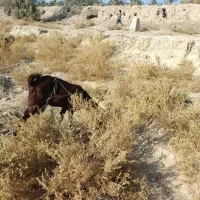 فروش کتاچ ازنسل دوقلوزا مری محلی