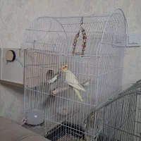 عروس هلندی جفت رام دستی سخن گو|پرنده|خاوران, |دیوار