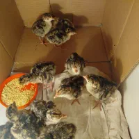 جوجه بوقلمون