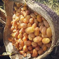 استخدام خانم در شرکت بسته بندی خرما