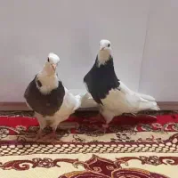 کبوتر جفت طوقی|پرنده|باوی, |دیوار