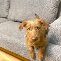 واگذاری سگ|سگ|کرج, ساماندهی|دیوار