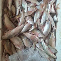 ماهی پاک شده