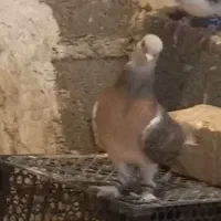 کبوتر سوسنی نر|پرنده|مرودشت, تامین اجتماعی‎|دیوار