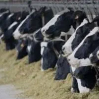 کارگر دامداری