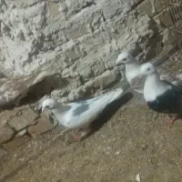 حیوانات اهلی