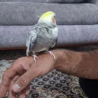 عروس هلندی دست آموز
