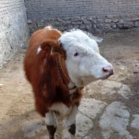 گوساله|حیوانات مزرعه|نقده, |دیوار