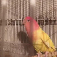 ماده  کوتوله برزیلی اوپال