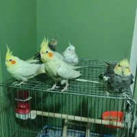 ۶ عدد عروس هلندی