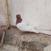 نر سینه قهوه ای|پرنده|قم, چهل اختران|دیوار