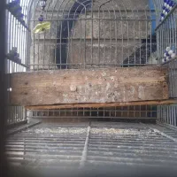 سهره قناری سرخ|پرنده|شیراز, شهرک جماران|دیوار