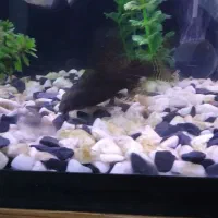 ماهی|ماهی|پاکدشت, حصار امیر|دیوار