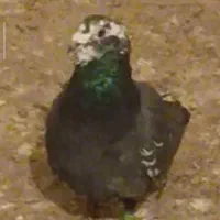 گمشده|حیوانات|سبزوار, جوادیه غربی|دیوار