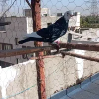 کبوتر4تایجایی 400|پرنده|رباط‌کریم, رباط‌کریم|دیوار