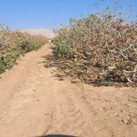 ۱۰ساعت آب و زمین پسته اکبری مرغوب|فروش دفتر صنعتی، کشاورزی، تجاری|مهریز, |دیوار