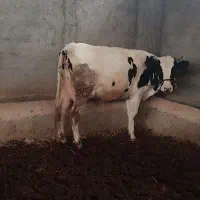 گاو شکم اول نخلی