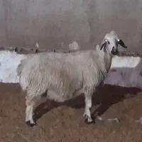 میش آبستن نزدیک زا|حیوانات مزرعه|دره شهر, |دیوار