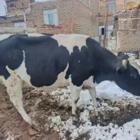 تخک شکم اول شیربالا