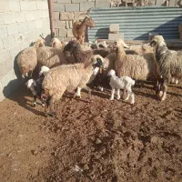 ۹راس میش بره دار|حیوانات مزرعه|مرودشت, فیروزی|دیوار