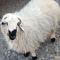 بره نر|حیوانات مزرعه|نیمروز, |دیوار