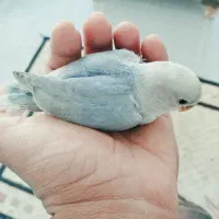 یه طوطی برزیلی با رنگ آبی و سفید