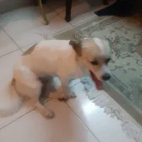 سگ خانگی با ادب و آرام
