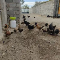 نیمچه گلین لری و تخم نطفه دار استرالوپ ویاندوت|حیوانات مزرعه|تبریز, |دیوار