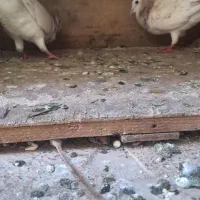 پرنده