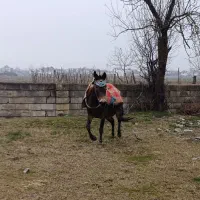 قاطر نرکی جوان