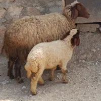 گوسفند بابره