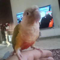 فروشیکرینچ