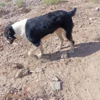 سگ گله|سگ|بیرجند, |دیوار