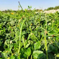 فروش عمده لوبیا سبز|عمده‌فروشی|اهواز, شهرک رزمندگان|دیوار