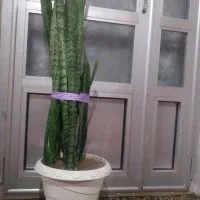 گل سانسوریا شاداب و زیبا