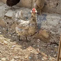 تخم نطفه دار گلین لری چهل تاج اصل