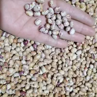 لوبیا چیتی سرحد به شرط پزا بودن