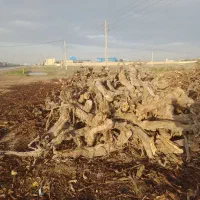 چوب هیزمی  تیر ساختمانی  تخته روسی