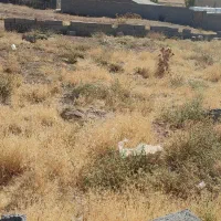 زمین مسکونی 245 متر