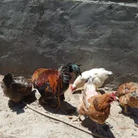 مرغ وخروس محلی