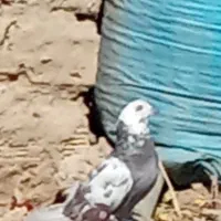 کفتر