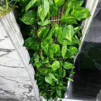 نرده برگی دیوار سبز