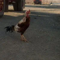 مرغ خروس لاری|حیوانات مزرعه|چالدران, |دیوار