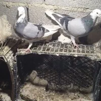 ۵ عدد کبوتر خوب ۱۲۰۰۰|پرنده|ملکان, |دیوار