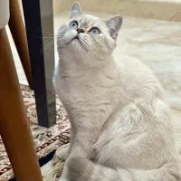 بریتیش بلوپوینت