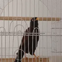 مرغ مینا سخنگوی افغان دستی و سالم